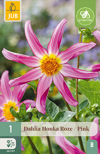 X 1 DAHLIA HONKA ROZE