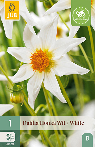 X 1 DAHLIA HONKA WIT