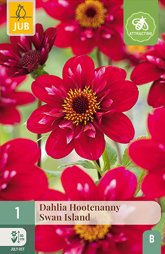 X 1 DAHLIA HOOTENANNY-SWAN ISLAND