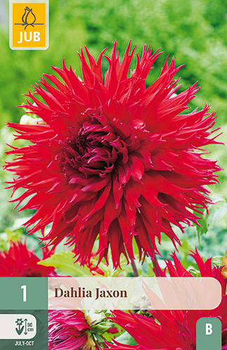 X 1 DAHLIA JAXON