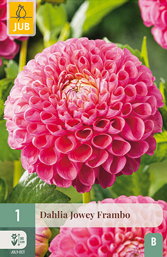 X 1 DAHLIA JOWEY FRAMBO