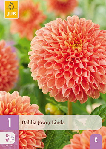 X 1 DAHLIA JOWEY LINDA
