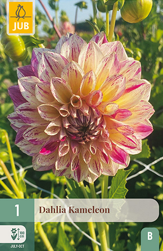 X 1 DAHLIA KAMELEON