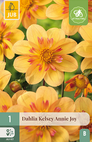 X 1 DAHLIA KELSEY ANNIE JOY
