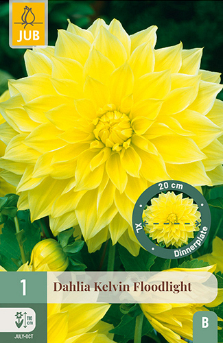 X 1 DAHLIA KELVIN FLOODLIGHT