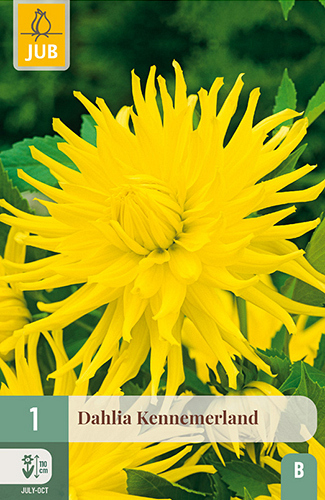X 1 DAHLIA KENNEMERLAND