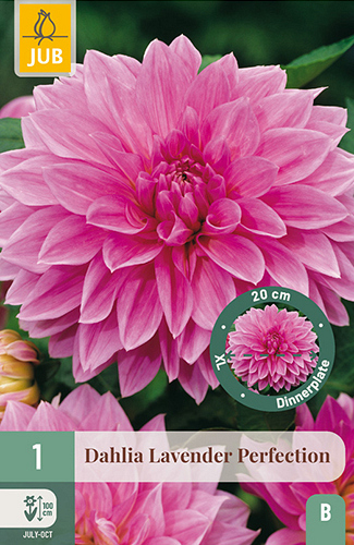 X 1 DAHLIA LAVENDER PERFECTION