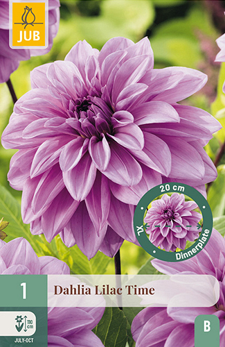 X 1 DAHLIA LILAC TIME