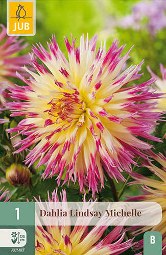 X 1 DAHLIA LINDSAY MICHELLE