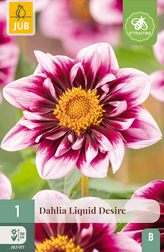 X 1 DAHLIA LIQUID DESIRE