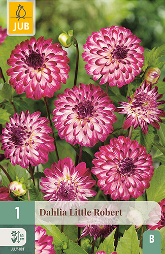 X 1 DAHLIA LITTLE ROBERT
