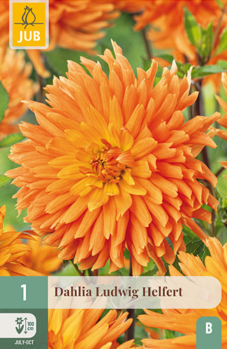 X 1 DAHLIA LUDWIG HELFERT