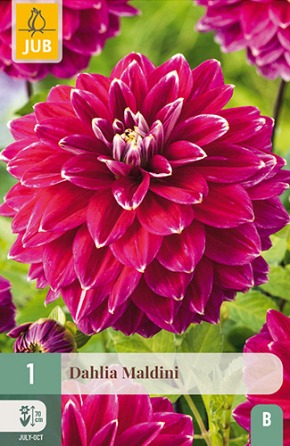 X 1 DAHLIA MALDINI