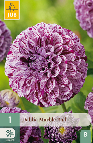 X 1 DAHLIA MARBLE BALL