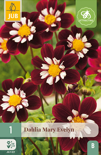 X 1 DAHLIA MARY EVELYN