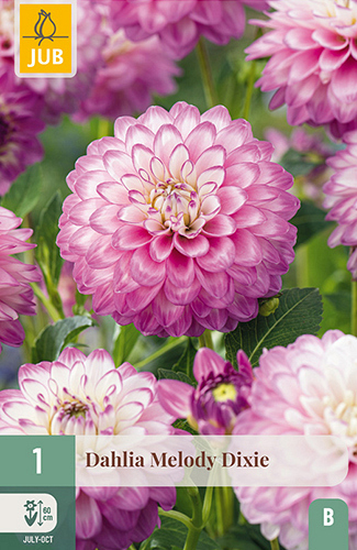 X 1 DAHLIA MELODY DIXIE