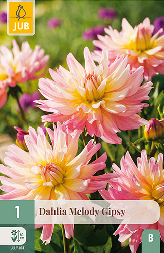X 1 DAHLIA MELODY GIPSY