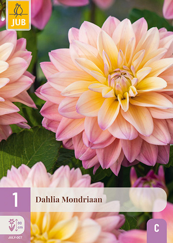 X 1 DAHLIA MONDRIAAN