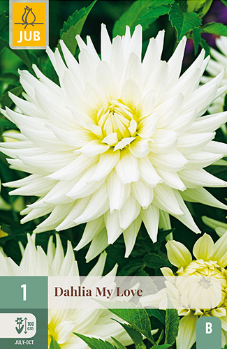 X 1 DAHLIA MY LOVE