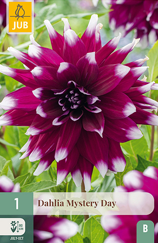 X 1 DAHLIA MYSTERY DAY
