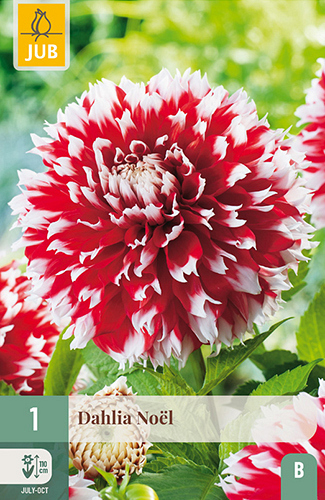 X 1 DAHLIA NOËL