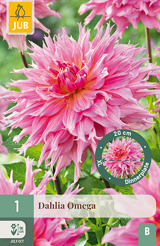 X 1 DAHLIA OMEGA