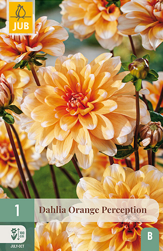 X 1 DAHLIA ORANGE PERCEPTION