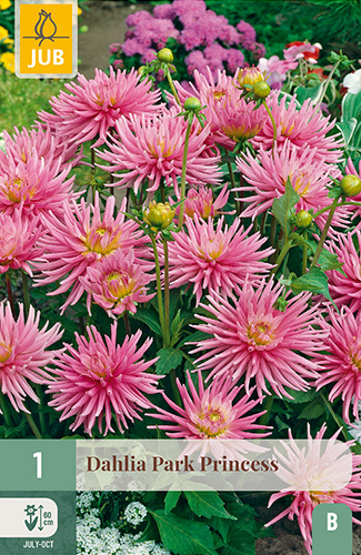 X 1 DAHLIA PARK PRINCESS
