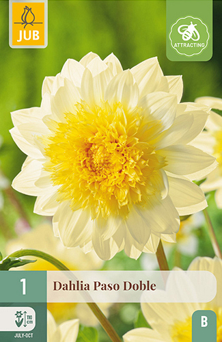X 1 DAHLIA PASO DOBLE