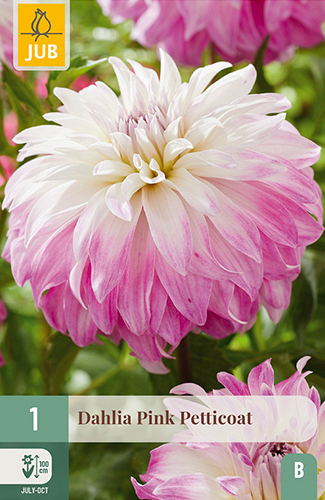 X 1 DAHLIA PINK PETTICOAT