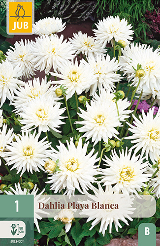 X 1 DAHLIA PLAYA BLANCA