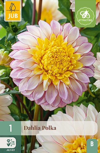X 1 DAHLIA POLKA