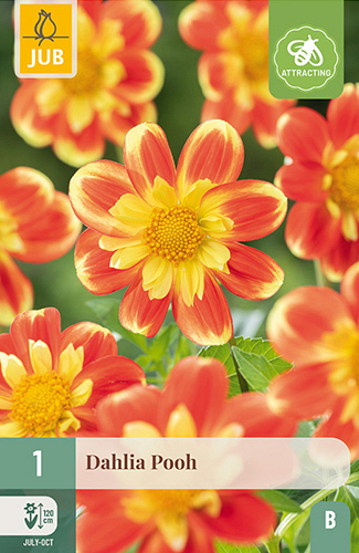 X 1 DAHLIA POOH