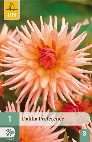 X 1 DAHLIA PREFERENCE