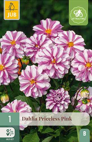 X 1 DAHLIA PRICELESS PINK