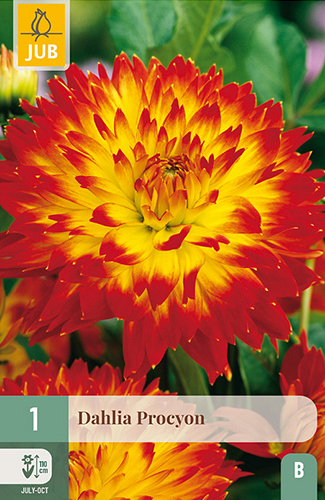 X 1 DAHLIA PROCYON