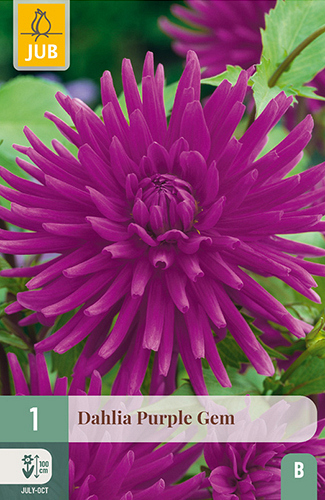 X 1 DAHLIA PURPLE GEM