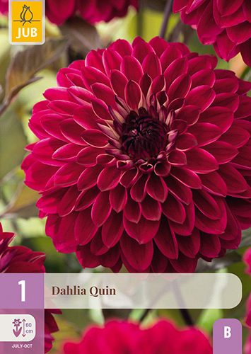 X 1 DAHLIA QUIN