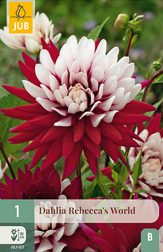 X 1 DAHLIA REBECCAS WORLD