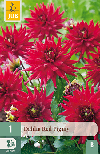 X 1 DAHLIA RED PIGMY