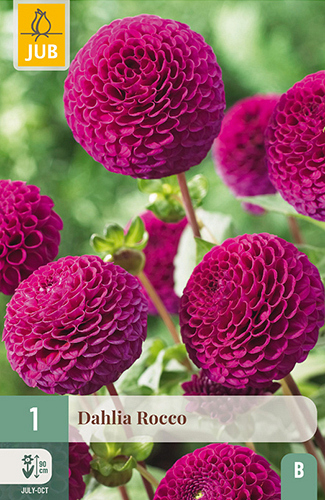 X 1 DAHLIA ROCCO