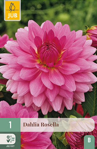 X 1 DAHLIA ROSELLA