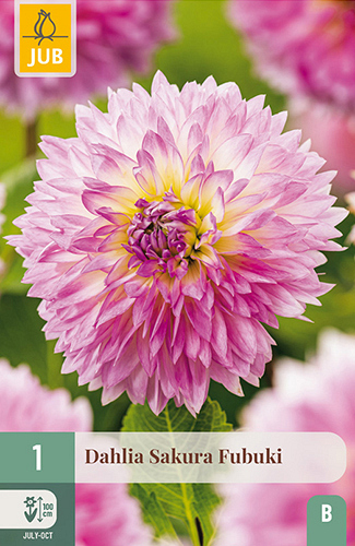 X 1 DAHLIA SAKURA FUBUKI