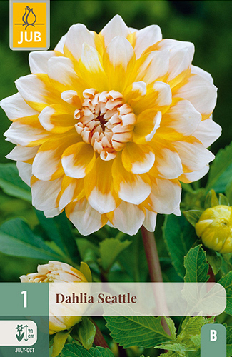 X 1 DAHLIA SEATTLE