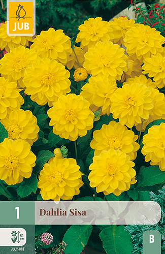 X 1 DAHLIA SISA