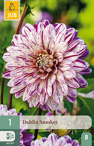 X 1 DAHLIA SMOKEY