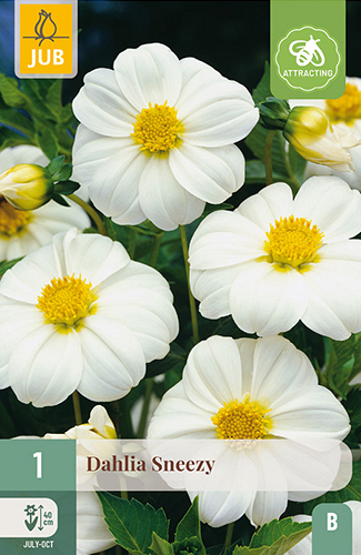 X 1 DAHLIA SNEEZY