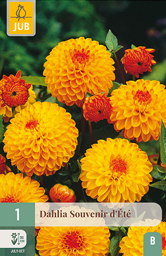 X 1 DAHLIA SOUVENIR DÉTÉ