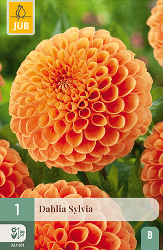 X 1 DAHLIA SYLVIA