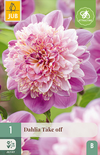 X 1 DAHLIA TAKE OFF